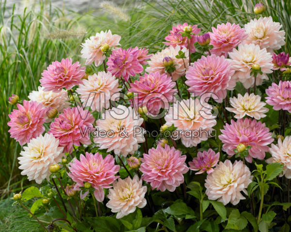 Dahlia Pink Magic, Diana's Memory Dahlia Pink Magic, Diana's Memory