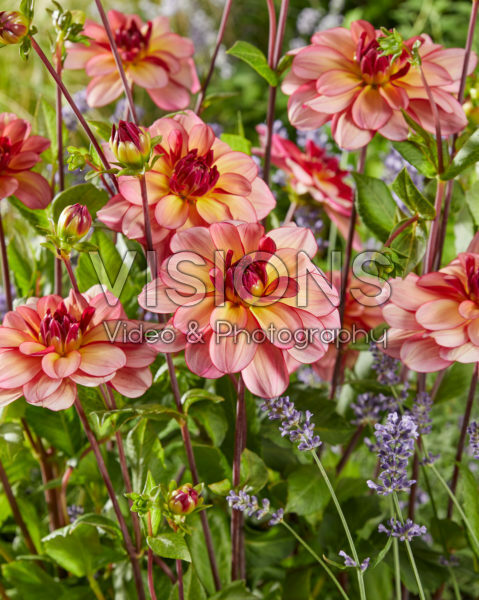 Dahlia Rawhide Dahlia Rawhide