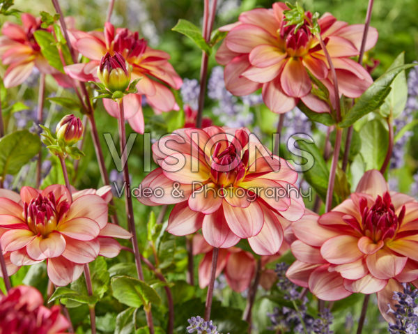 Dahlia Rawhide Dahlia Rawhide
