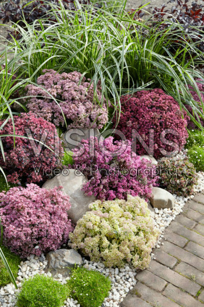 Sedum SunSparkler® collection Sedum SunSparkler® collection