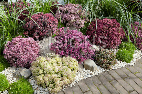 Sedum SunSparkler® collection Sedum SunSparkler® collection