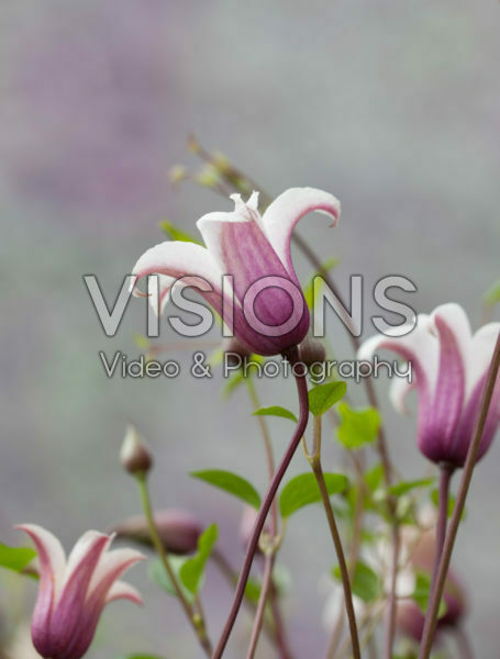 Clematis Texensis Princess Kate