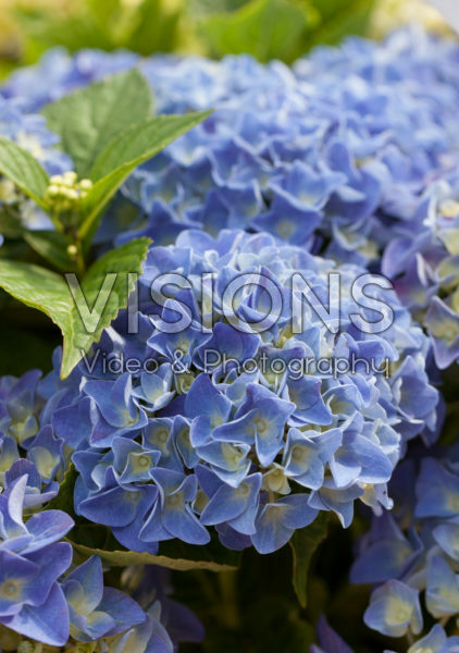 Hydrangea macrophylla Blue Boogiewoogie ® Hydrangea macrophylla Blue Boogiewoogie ®
