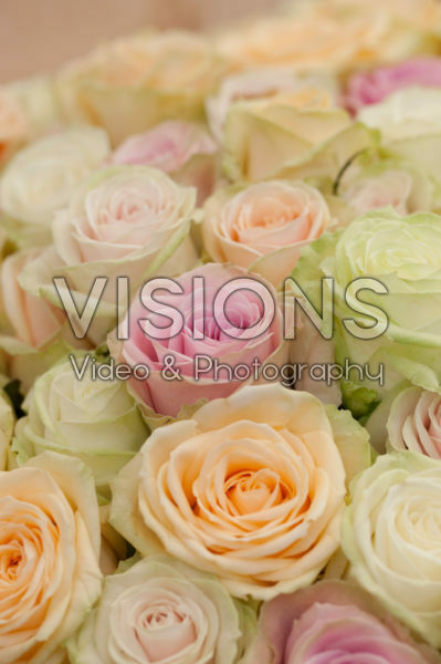 Pastel roses