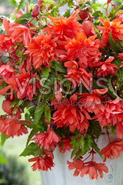 Begonia Pendula salmon