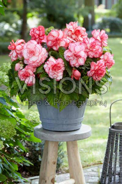 Begonia Bouton de Rose