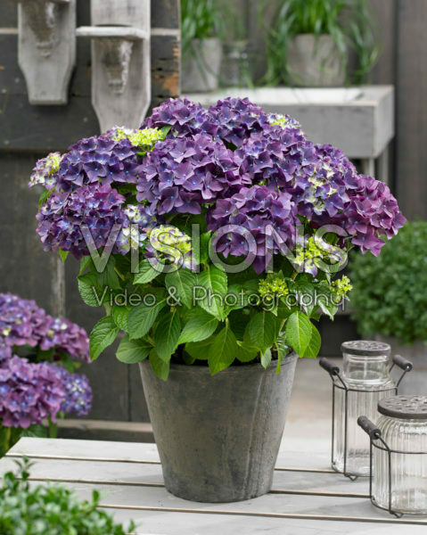 Hydrangea macrophylla Forever&Ever® paars