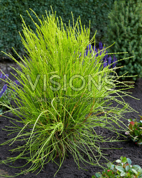 Platycladus orientalis Franky Boy Platycladus orientalis Franky Boy