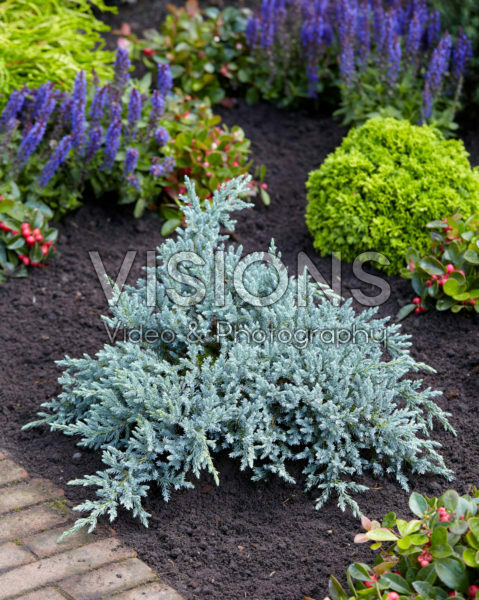 Juniperus squamata Tropical Blue Juniperus squamata Tropical Blue