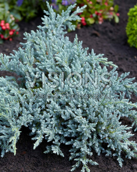 Juniperus squamata Tropical Blue