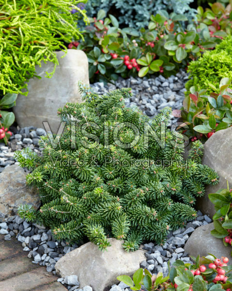 Abies koreana Brilliant Abies koreana Brilliant