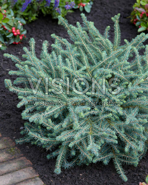 Picea mariana Nana Picea mariana Nana