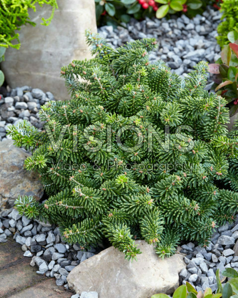 Abies koreana Brilliant