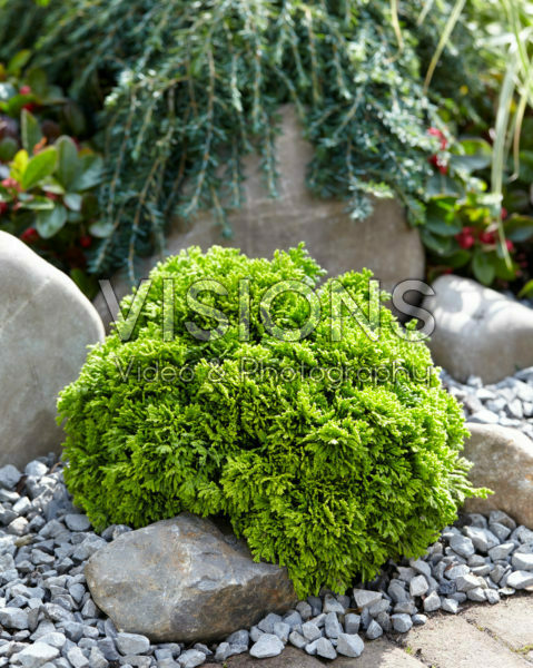 Chamaecyparis obtusa Nana Berghs Chamaecyparis obtusa Nana Berghs