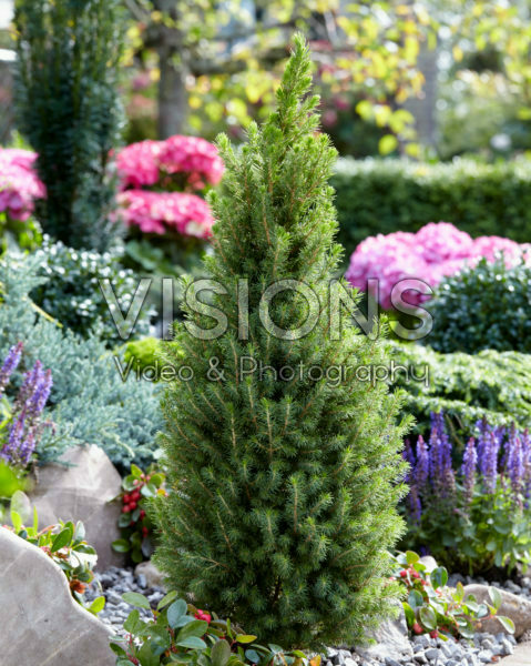 Picea glauca Perfecta Picea glauca Perfecta
