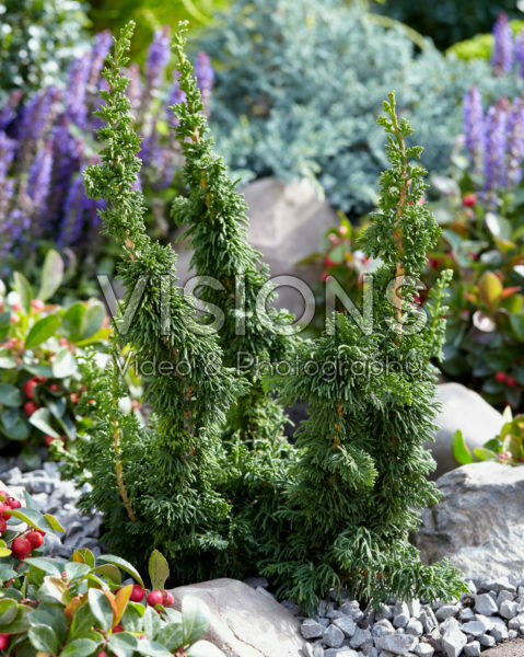 Thuja occidentalis Malonyana Holub | Visions Pictures