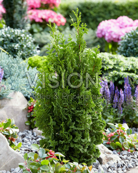 Thuja occidentalis Zmatlik