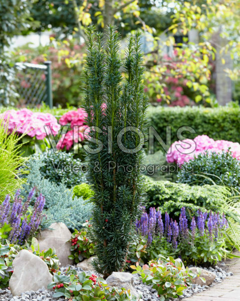 Taxus baccata Fastigiata Taxus baccata Fastigiata