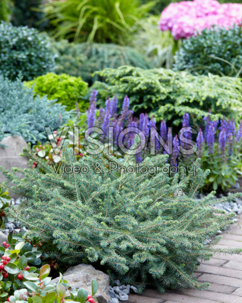Picea mariana Nana Picea mariana Nana