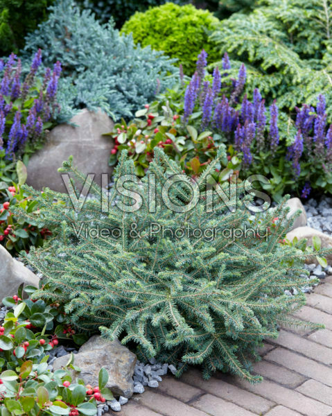 Picea mariana Nana Picea mariana Nana