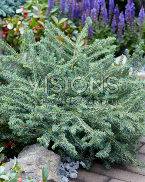 Picea mariana Nana Picea mariana Nana