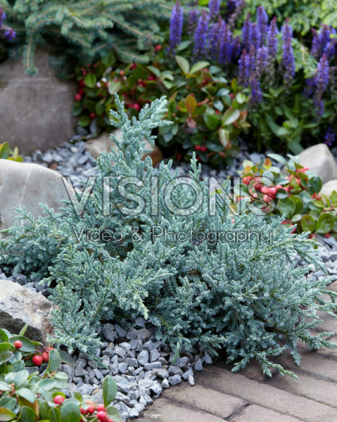Juniperus squamata Tropical Blue Juniperus squamata Tropical Blue