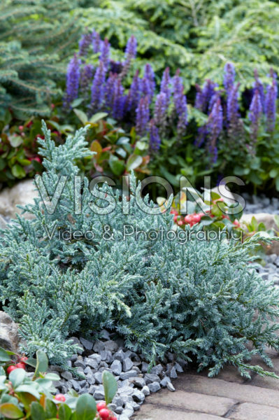 Juniperus squamata Tropical Blue Juniperus squamata Tropical Blue