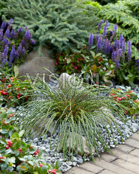 Thuja plicata Whipcord | Visions Pictures