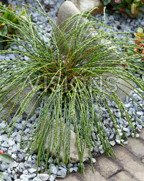 Thuja plicata Whipcord Thuja plicata Whipcord