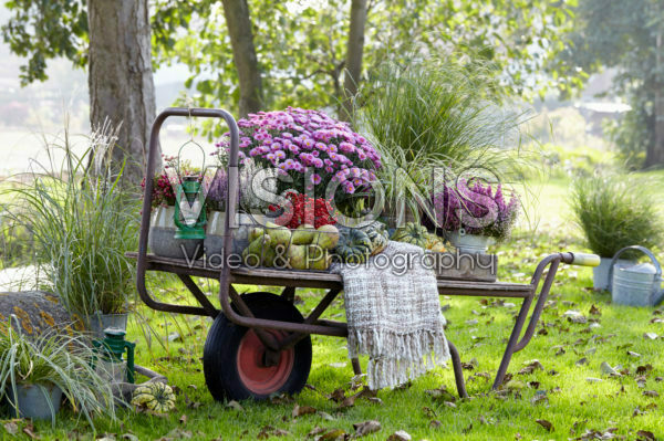 Summer collection on wheelbarrow Summer collection on wheelbarrow