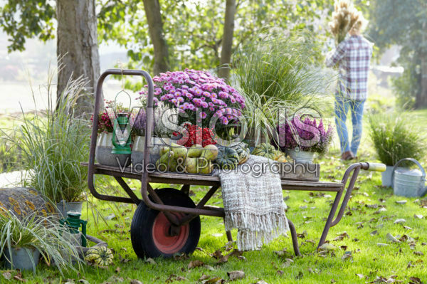 Summer collection on wheelbarrow
