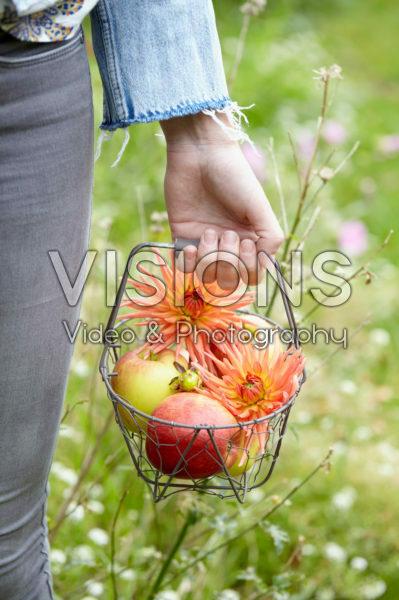 Dahlias and apples
