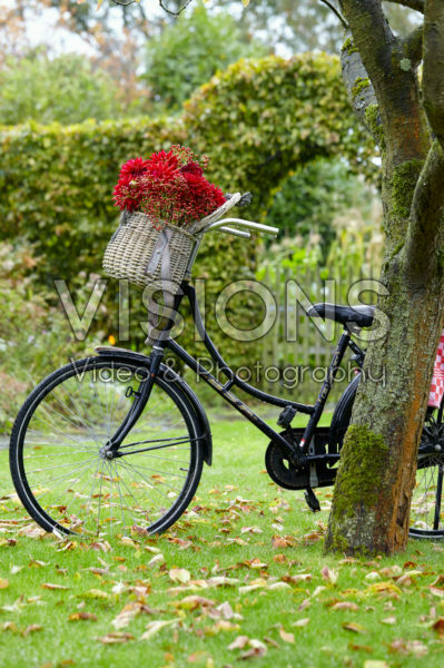 Flowers in bicycle basket