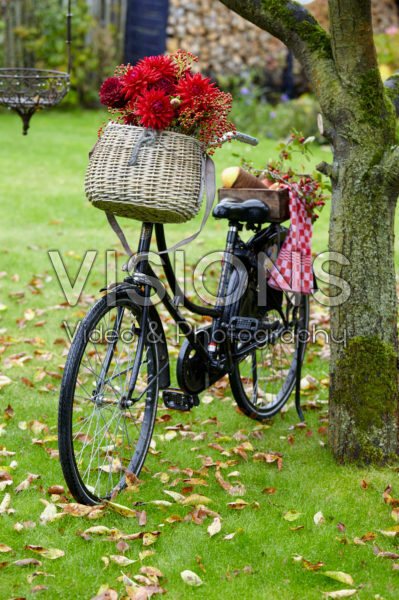 Flowers in bicycle basket