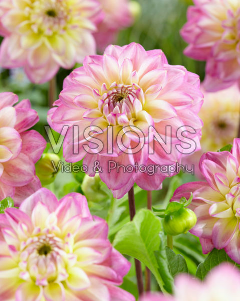 Dahlia bicolour