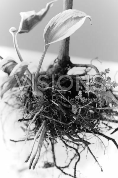Still life plant roots