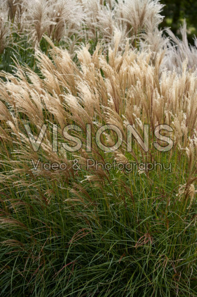 Miscanthus sinensis Ards Angel Miscanthus sinensis Ards Angel