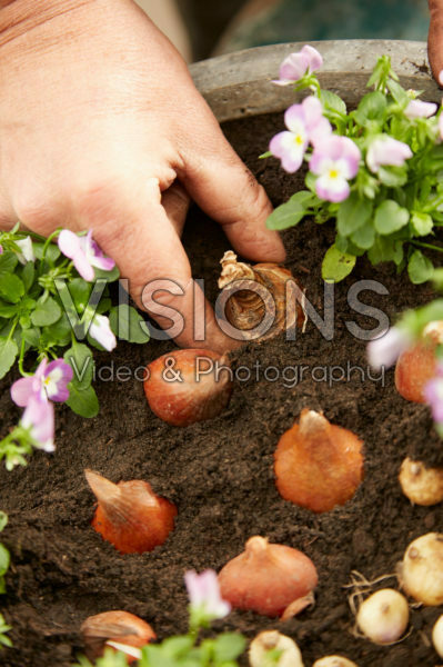Planting spring bulbs