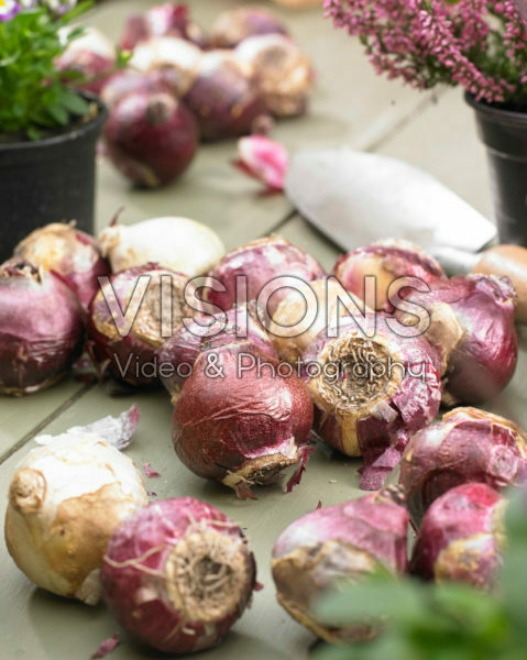 Hyacinthus bulbs