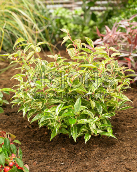 Leucothoe fontanesiana Makijaz