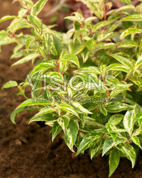 Leucothoe fontanesiana Makijaz