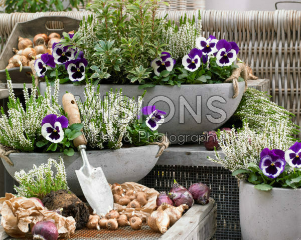 Autumn containers and bulbs
