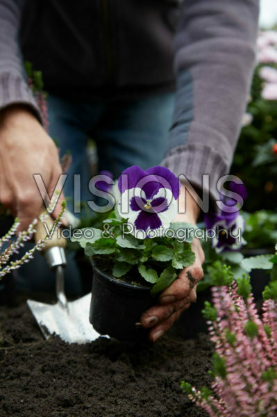 Het planten van viooltjes