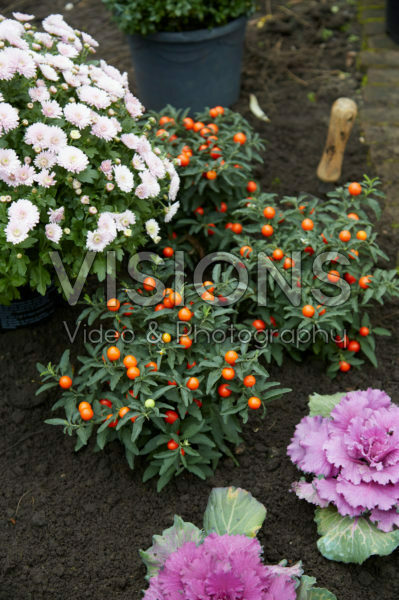 Planting Solanum pseudocapsicum