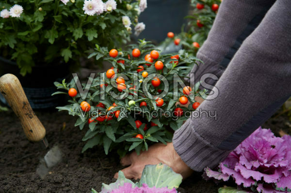 Planting Solanum pseudocapsicum