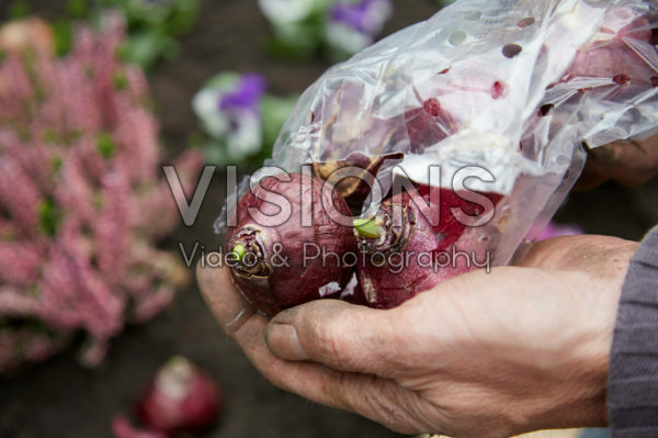 Planting hyacinth bulbs