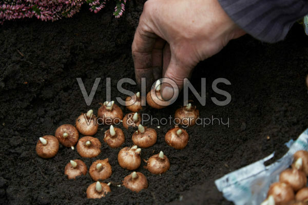 Planting Crocus bulbs