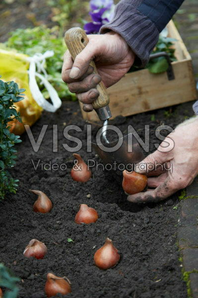 Het planten van tulpenbollen