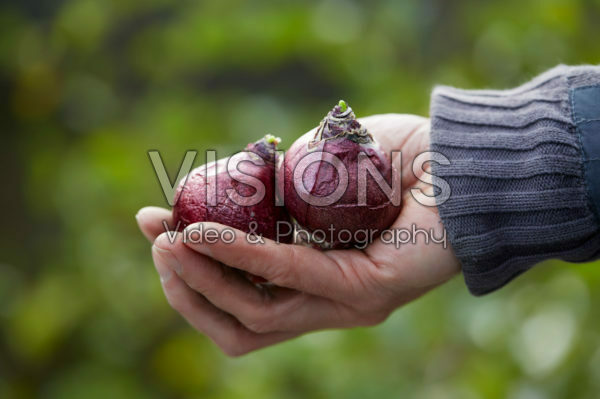 Hand met hyacintenbollen