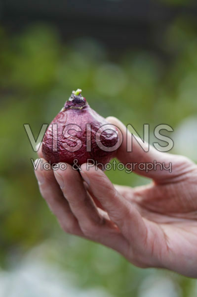 Hand holding hyacinth bulb